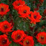 Claret Cup