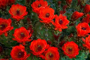 Claret Cup