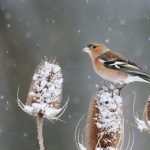 Common Chaffinch