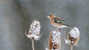 Common Chaffinch