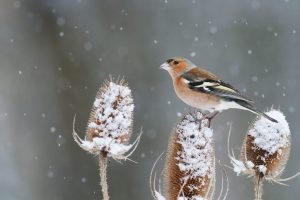 Common Chaffinch