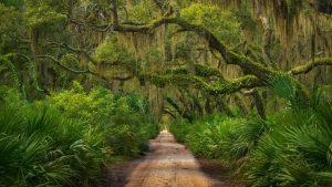 Maritime forest on Cumberland Island