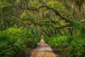 Maritime forest on Cumberland Island