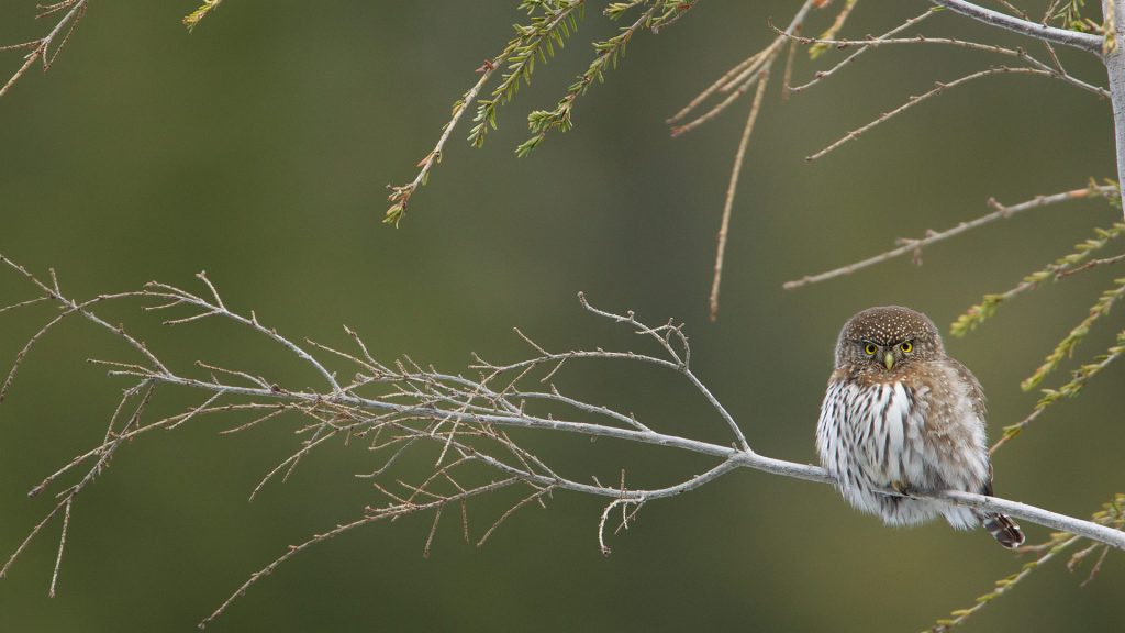 Cypress Pygmy Owl