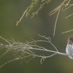 Cypress Pygmy Owl