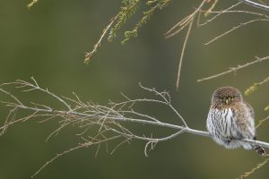 Cypress Pygmy Owl