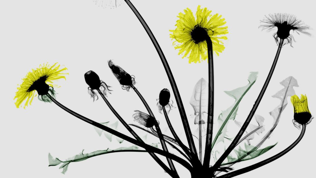 Dandelion Xray