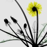 Dandelion Xray