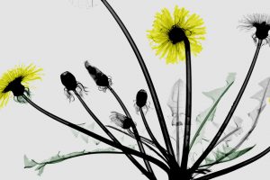 Dandelion Xray