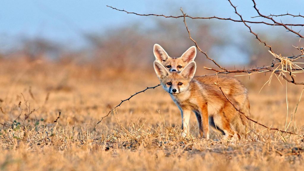Desert Foxes India