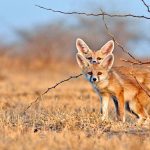 Desert Foxes India