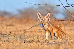 Desert Foxes India