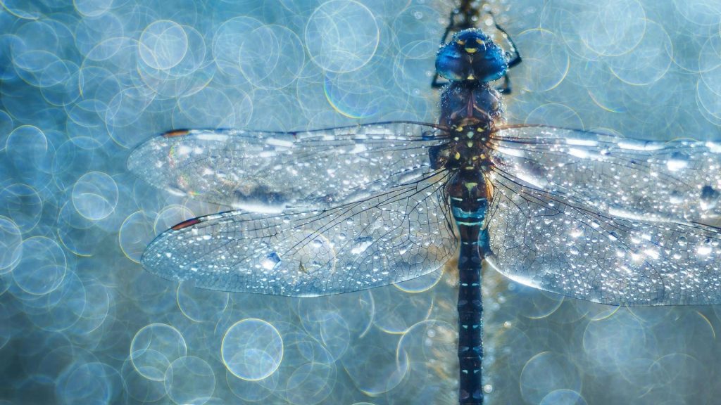 Dragonfly Macro