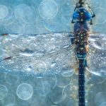 Dragonfly Macro