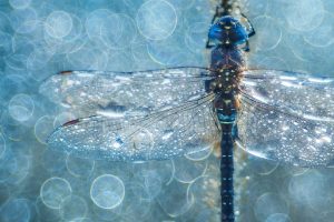 Dragonfly Macro