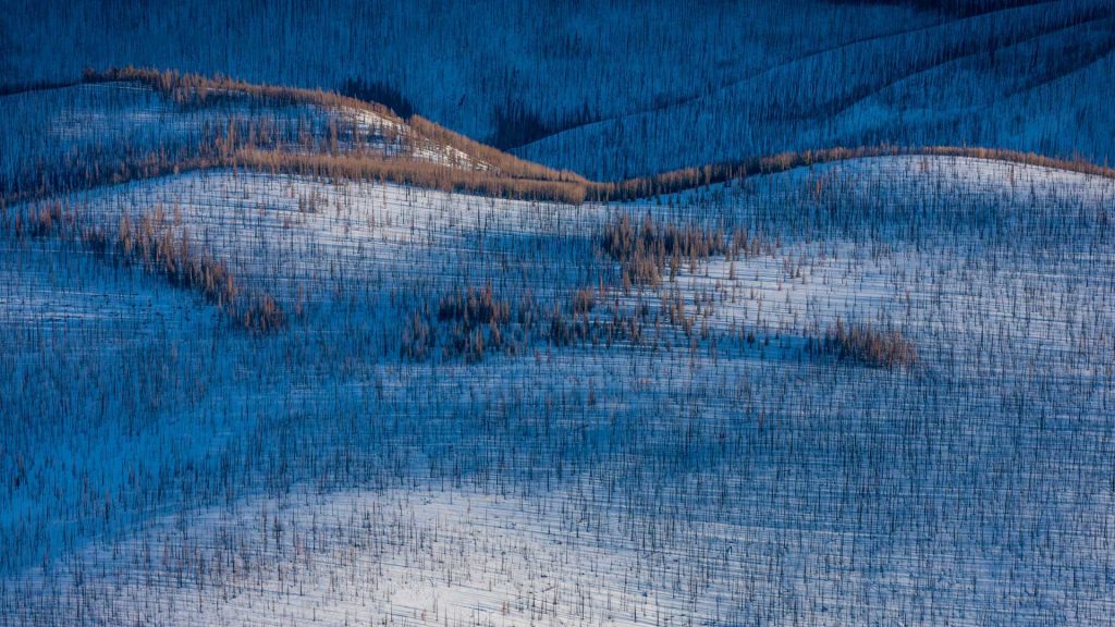 Englemann Spruce Forest