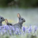 European Rabbits2