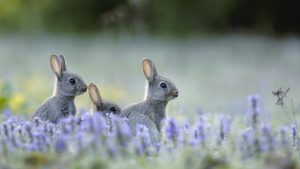 European Rabbits