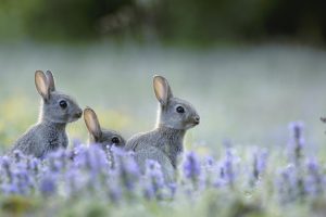 European Rabbits2