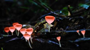 Forest Mushrooms