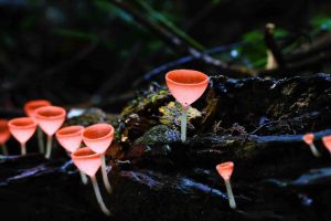 Forest Mushrooms