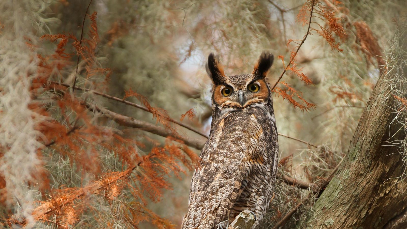 GH Owl – Bing Wallpaper Download