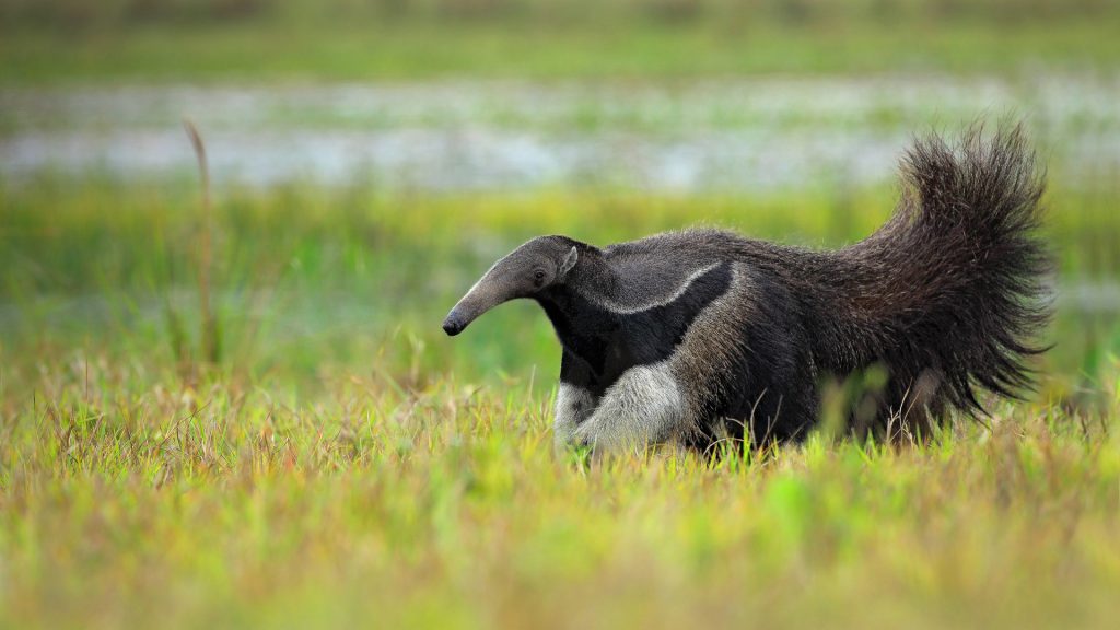 Giant Anteater