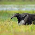 Giant Anteater