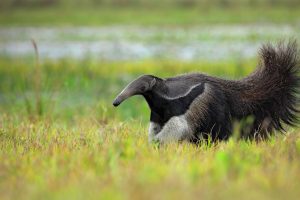 Giant Anteater