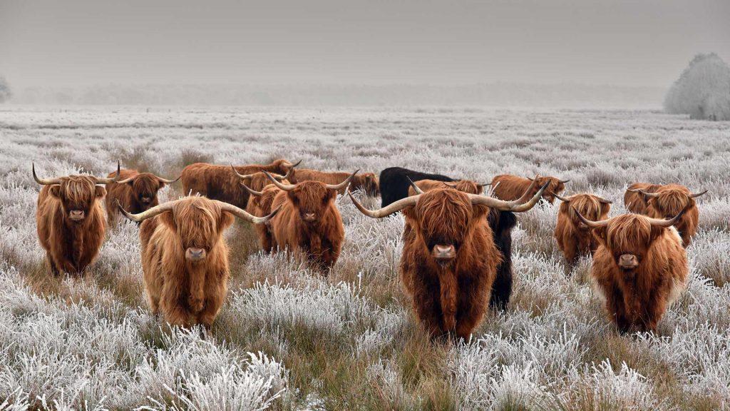 Highland Cattle – Bing Wallpaper Download