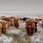 Highland Cattle