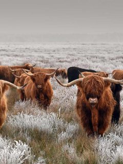 Highland Cattle – Bing Wallpaper Download