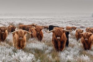 Highland Cattle