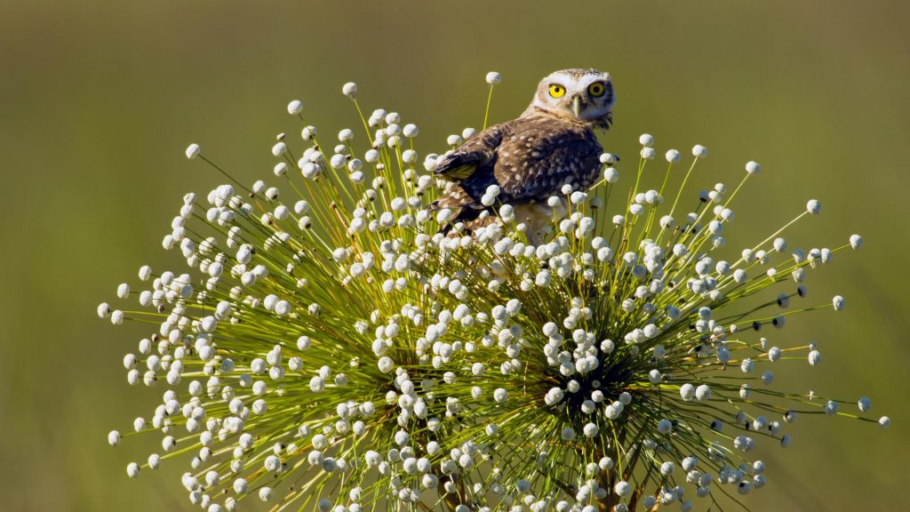 Jalapao Owl