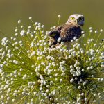 Jalapao Owl