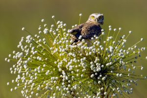 Jalapao Owl