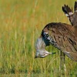 Kori Bustard