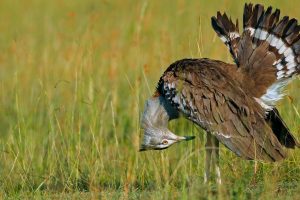 Kori Bustard