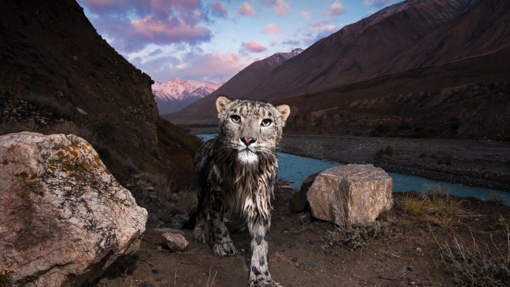 Kyrgyzstan Cat