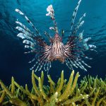 Lion Fish