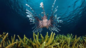 Lion Fish