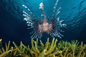 Lion Fish