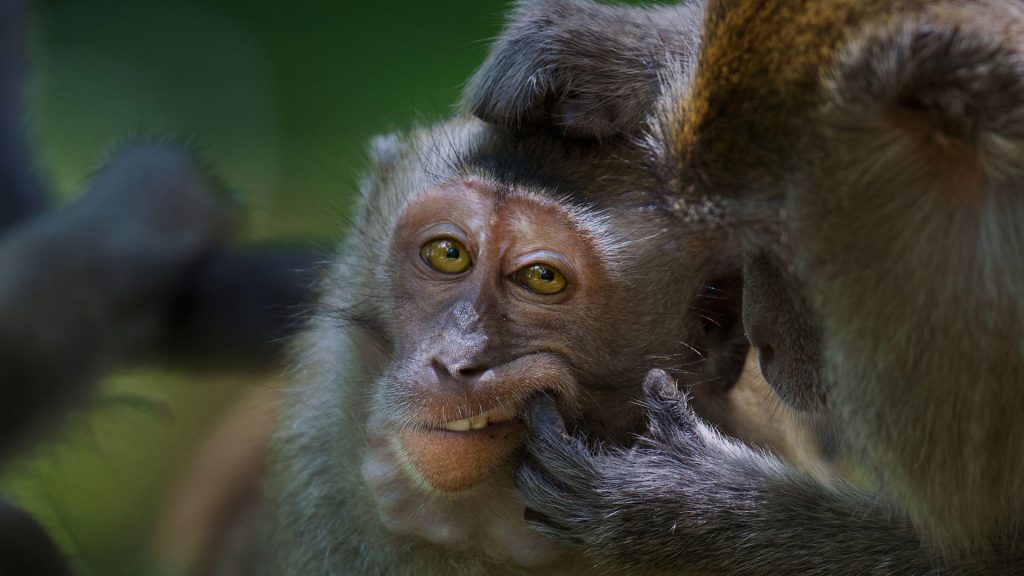 Longtailed Macaque