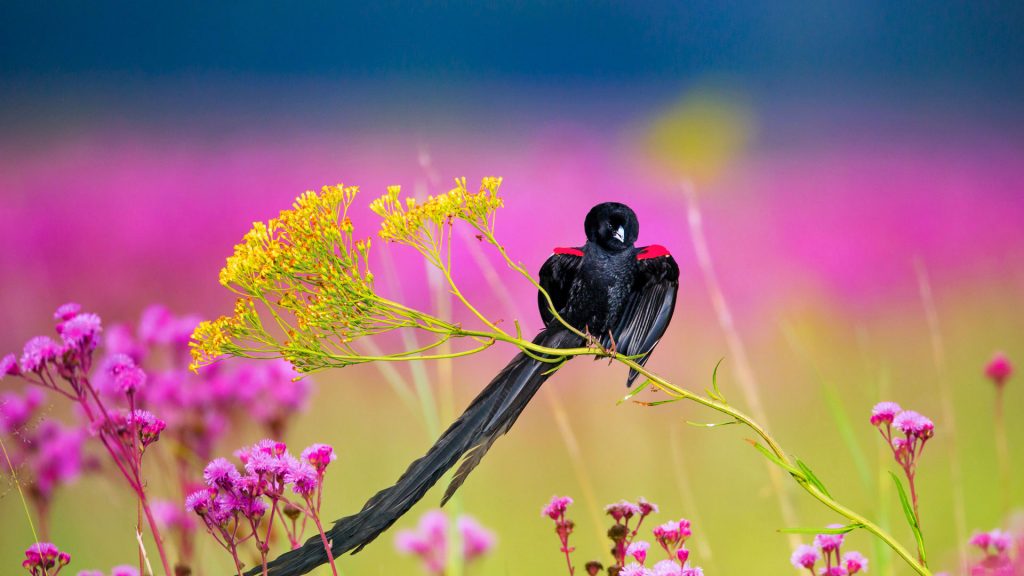 Longtailed Widowbird