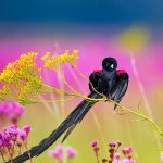 Longtailed Widowbird