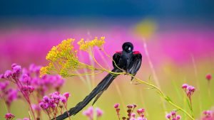 Longtailed Widowbird
