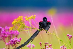 Longtailed Widowbird