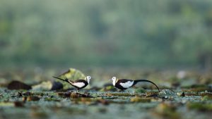 Pheasant-tailed Jacana