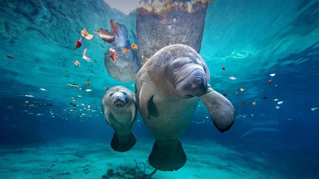 Manatee Mom