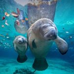 Manatee Mom